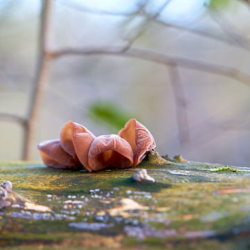 Judasohr, Auricularia auricula-judae im Wald auf einem toten Baumstamm