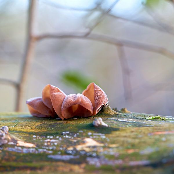 Judasohr, Auricularia auricula-judae im Wald auf einem toten Baumstamm von Heiko Kueverling