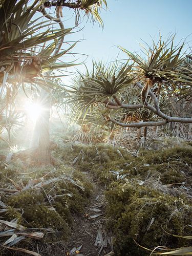 Tropical plants in Noosa, Australia.