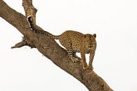 Leopard von Antwan Janssen Miniaturansicht