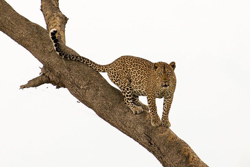 Leopard von Antwan Janssen