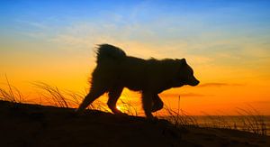 Samoyed