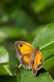 Oranje zandoogje van Sabrina Mols