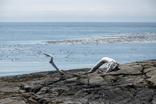 Washed up timber in Victoria, BC