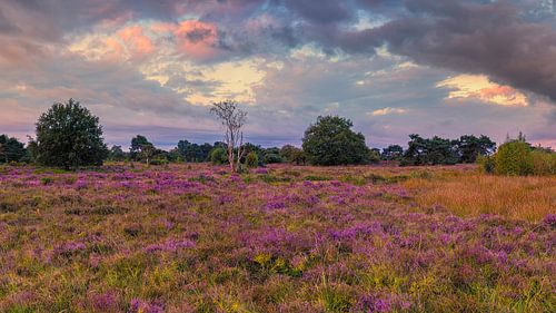 De heide in bloei in Terhorsterzand