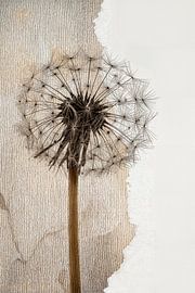 Collage einer Pusteblume, verbrauchte Pusteblume von Studio Pieternel