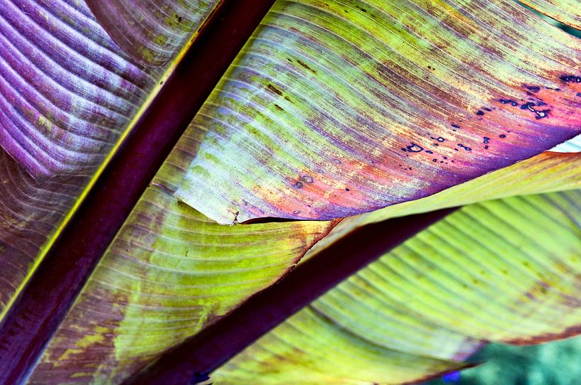 Herbstliche Bananenblatt Komposition im Oktoberlicht  von Silva Wischeropp