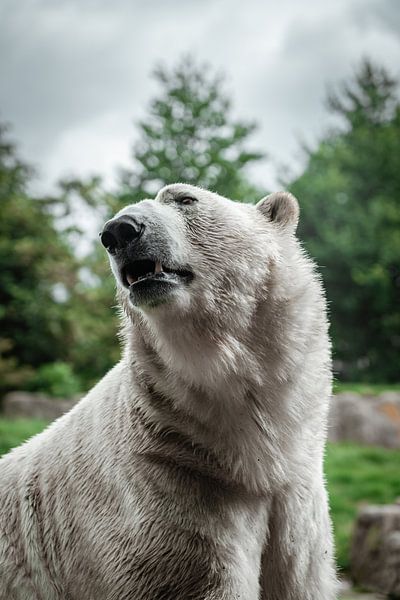 Eisbär von Bjorn Brekelmans