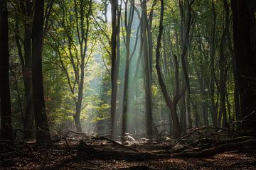 Kleuren explosie in het Speulderbos van Jos Erkamp