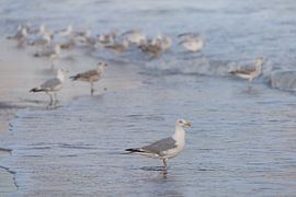 Mouettes sur la plage sur Marjolijn van den Berg