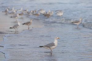 Meeuwen op het strand van Marjolijn van den Berg