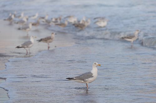 Meeuwen op het strand