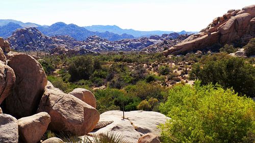Joshua Tree National Park