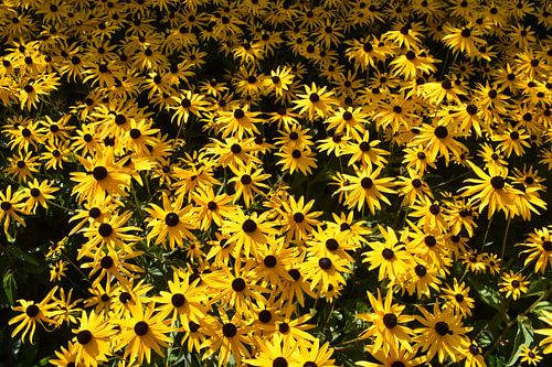 Een boeket bloemen in het park