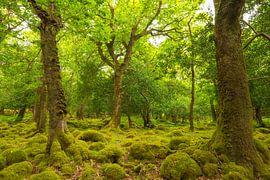 Tomies Wood - Killarney (Irland) von Marcel Kerdijk