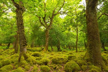 Tomies Wood - Killarney (Ierland) van Marcel Kerdijk