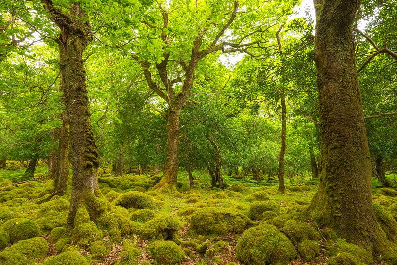 Tomies Wood - Killarney (Irland) von Marcel Kerdijk