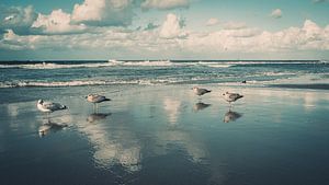 Les mouettes sur la plage de la mer du Nord sur Steffen Peters