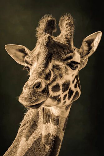 Giraffe portrait with olive green background
