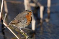 Robin