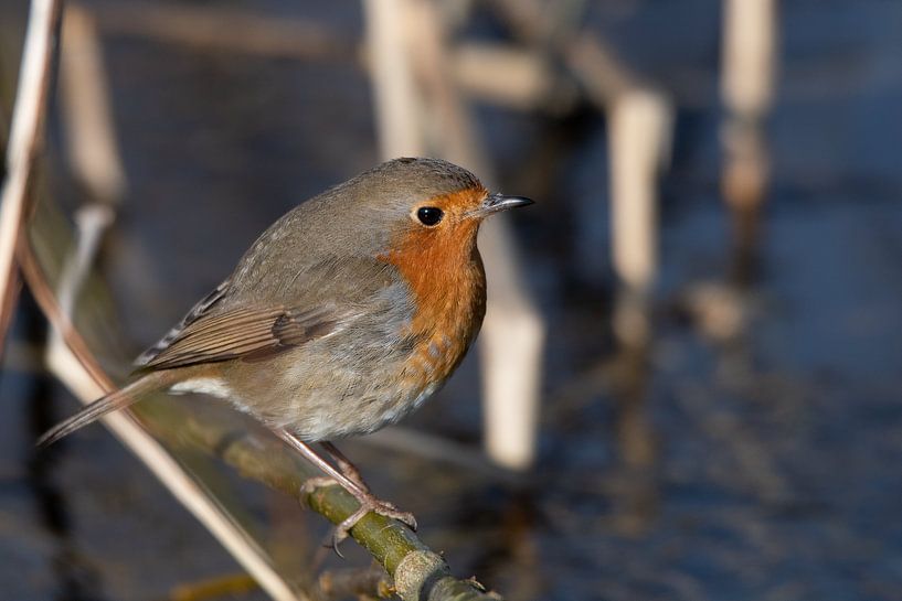 Robin by Peter van Winkel