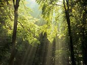 Zonnestralen in het bos van Markus Lange thumbnail