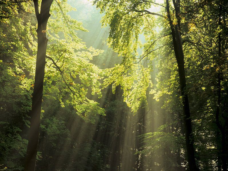 Zonnestralen in het bos van Markus Lange