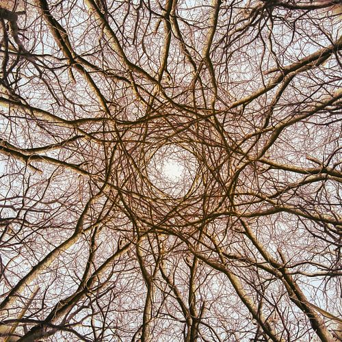 A kaleidoscope of trees and branches
