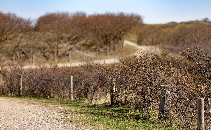 Dune path with bushes by Percy's fotografie