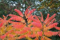 Herfstkleuren 