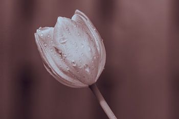 Houdt je hoofd koel, vintage bloeiende tulp in aarde kleuren