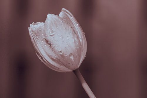 Houdt je hoofd koel, vintage bloeiende tulp in aarde kleuren