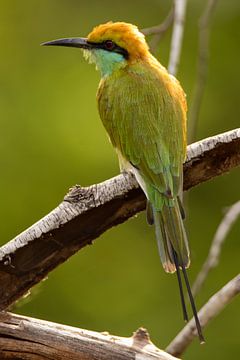 Bienenfresser in Sri Lanka von Monique Bijl - van der Heijden