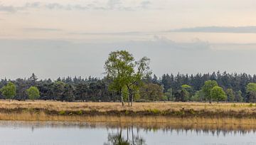 Sereniteit op De Strabrechtse Heide van Triki Photography