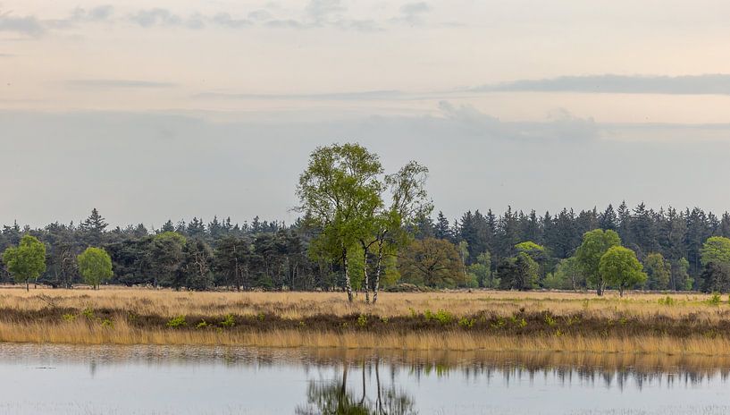 Serenity on the Strabrechtse Heide by Triki Photography