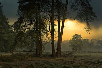 Atmospheric forest scene