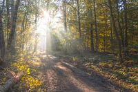 Warm autumn colours in the forest