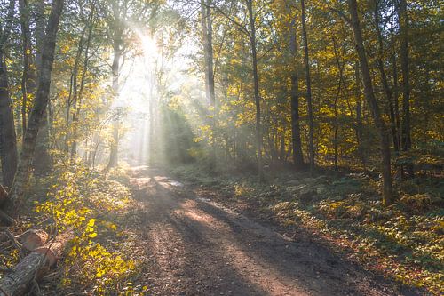 Warme najaarskleuren in het bos