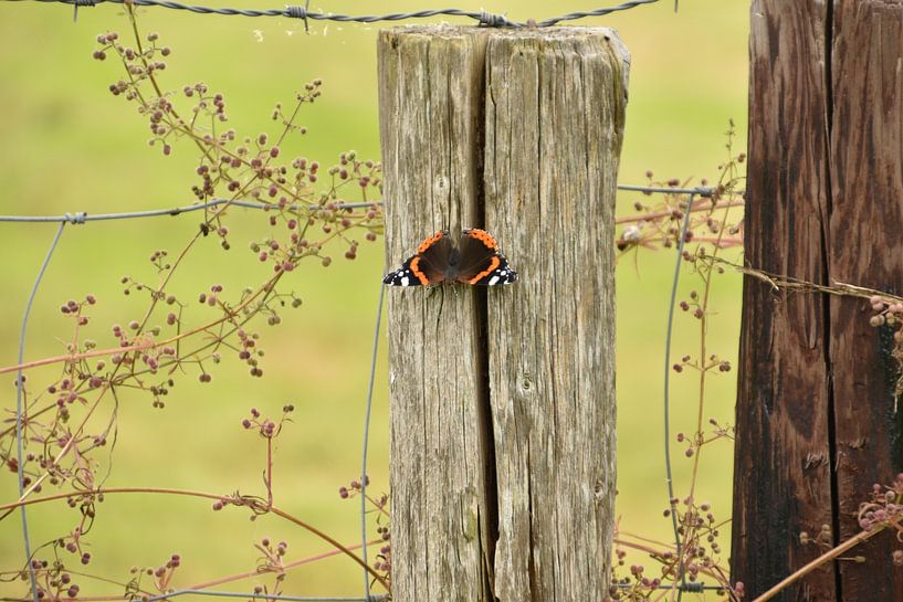 plattelands detail met vlinder van Shutterbalance