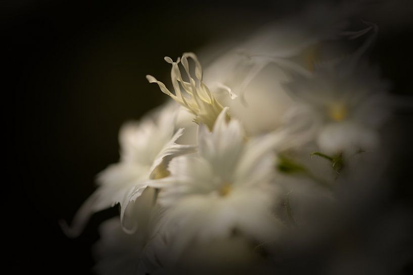 Blume von Ron Kleinjans