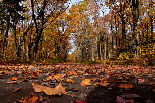 Een landweg in de herfst