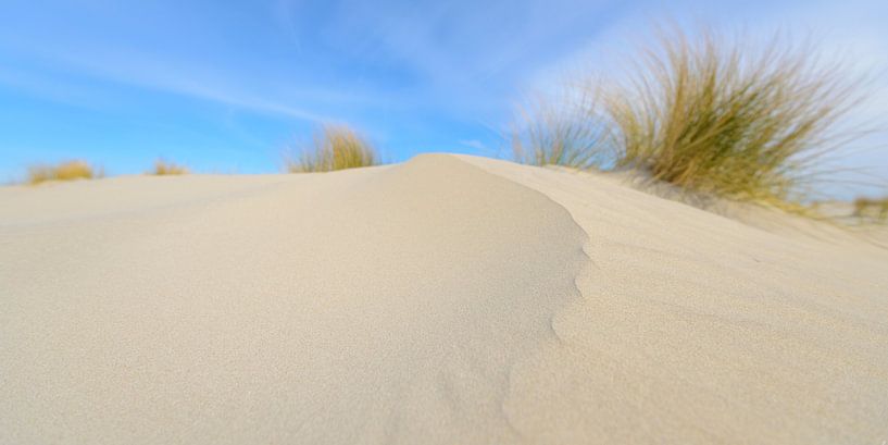 Dünengras, das auf kleinen Sanddünen am Strand von Schiermonnikoog von Sjoerd van der Wal Fotografie