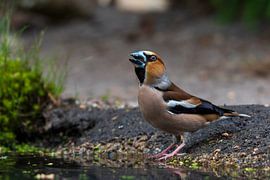 Kernbeißer im Wald am Lemelerberg von Merijn Loch