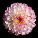 Dahlia van RT Photography thumbnail