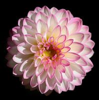 Dahlia