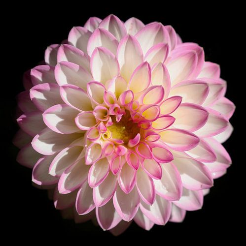 Dahlia