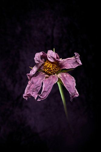 purple Cosmea
