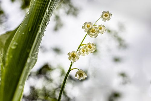 Lelietjes-van-dalen in het licht