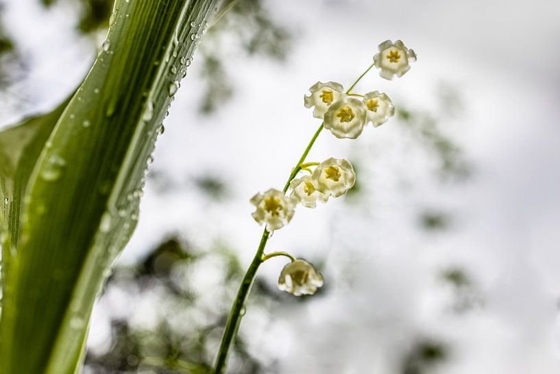 Le muguet à la lumière par Marika Hildebrandt FotoMagie