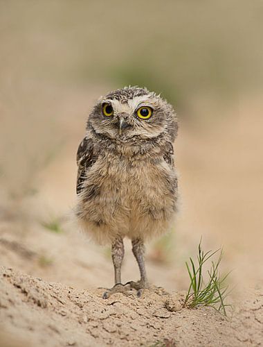 burrow owl